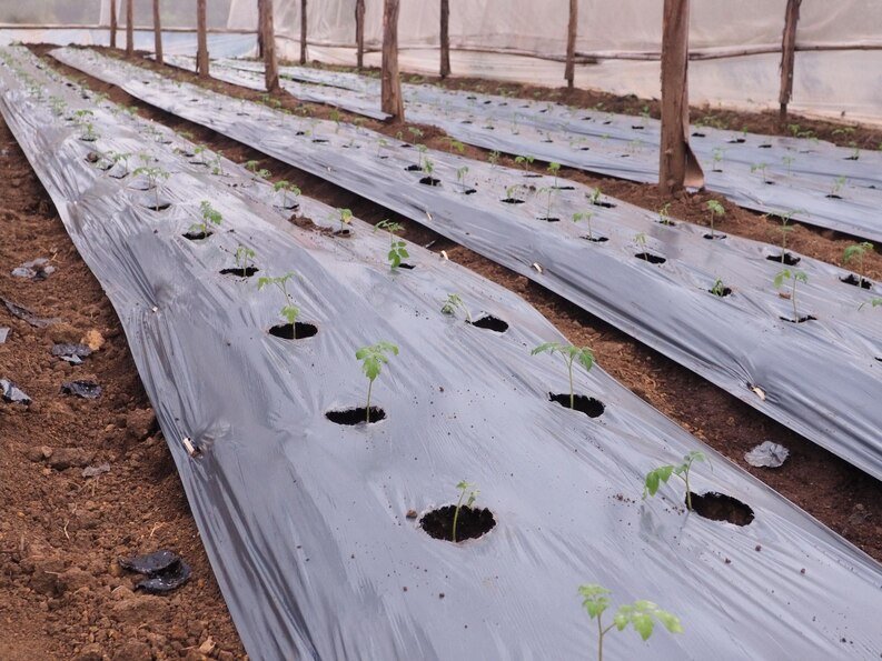 -high-angle-view-saplings-growing-green-house-medium