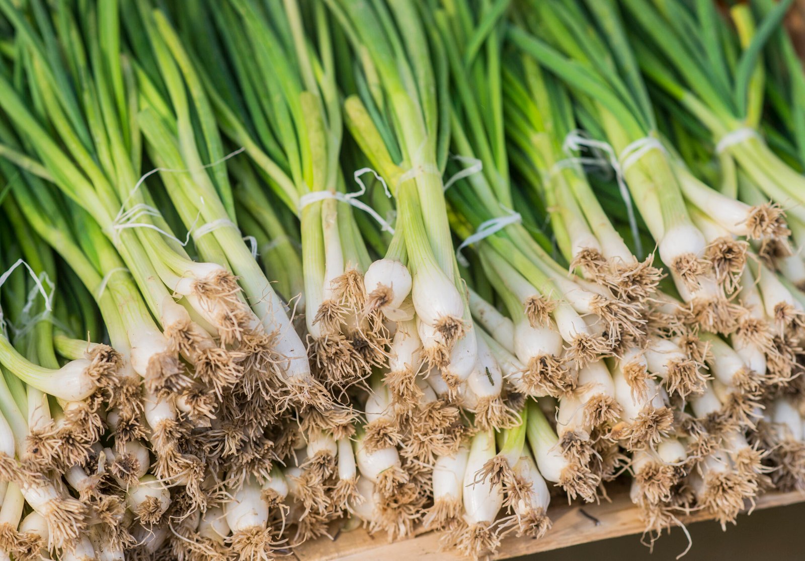 What is the best mulching for garlic?