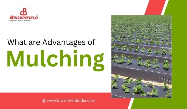 What are advantages of mulching? Benefits of mulch film in agriculture including weed control, moisture retention, and improved soil health.