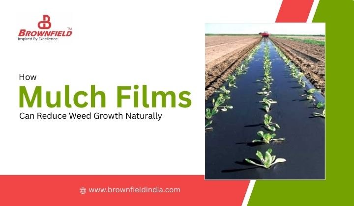 How Mulch Films Can Reduce Weed Growth Naturally