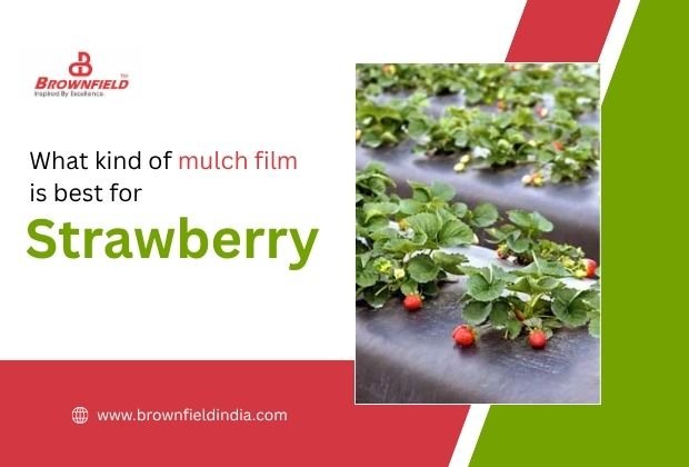 Best mulch film for strawberry farming showing plastic mulch protecting soil and improving crop growth