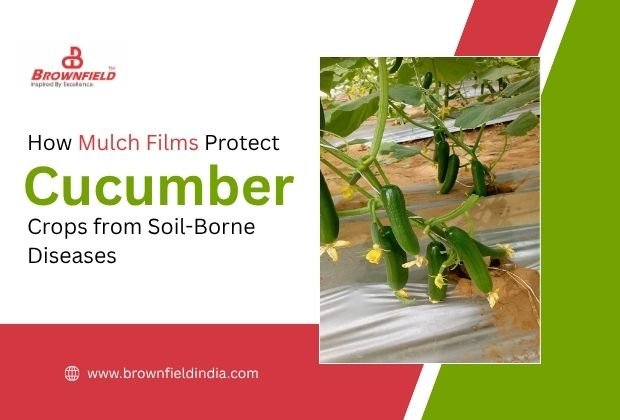 Mulch film protecting cucumber crops from soil-borne diseases and improving plant health