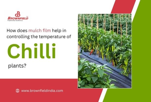 How does mulch film help in controlling the temperature of chilli plants?