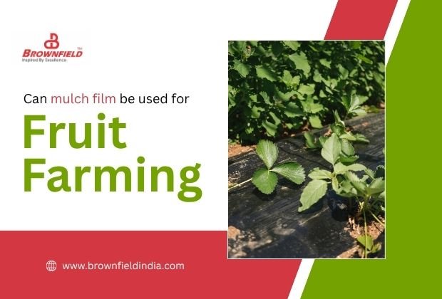 Can Mulch Film Be Used for Fruit Farming?