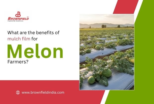 What Are the Benefits of Mulch Film for Melon Farmers