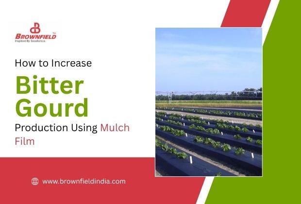 How to Increase Bitter Gourd Production Using Mulch Film