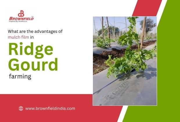 Mulch film used in ridge gourd farming to conserve moisture, reduce weeds, and improve crop growth